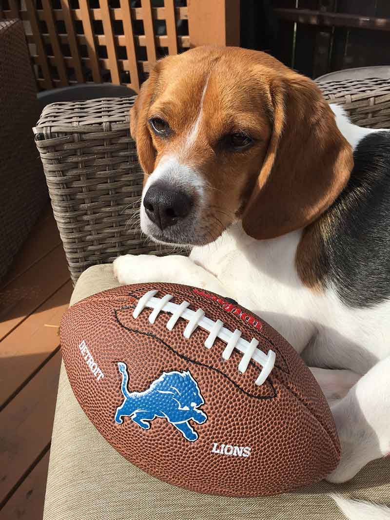 A beagle with a Detroit Lions football